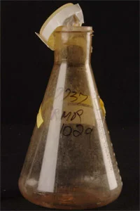 Bruce Ivins' Erlenmeyer flask of liquid anthrax culture, designated RMR 1029.